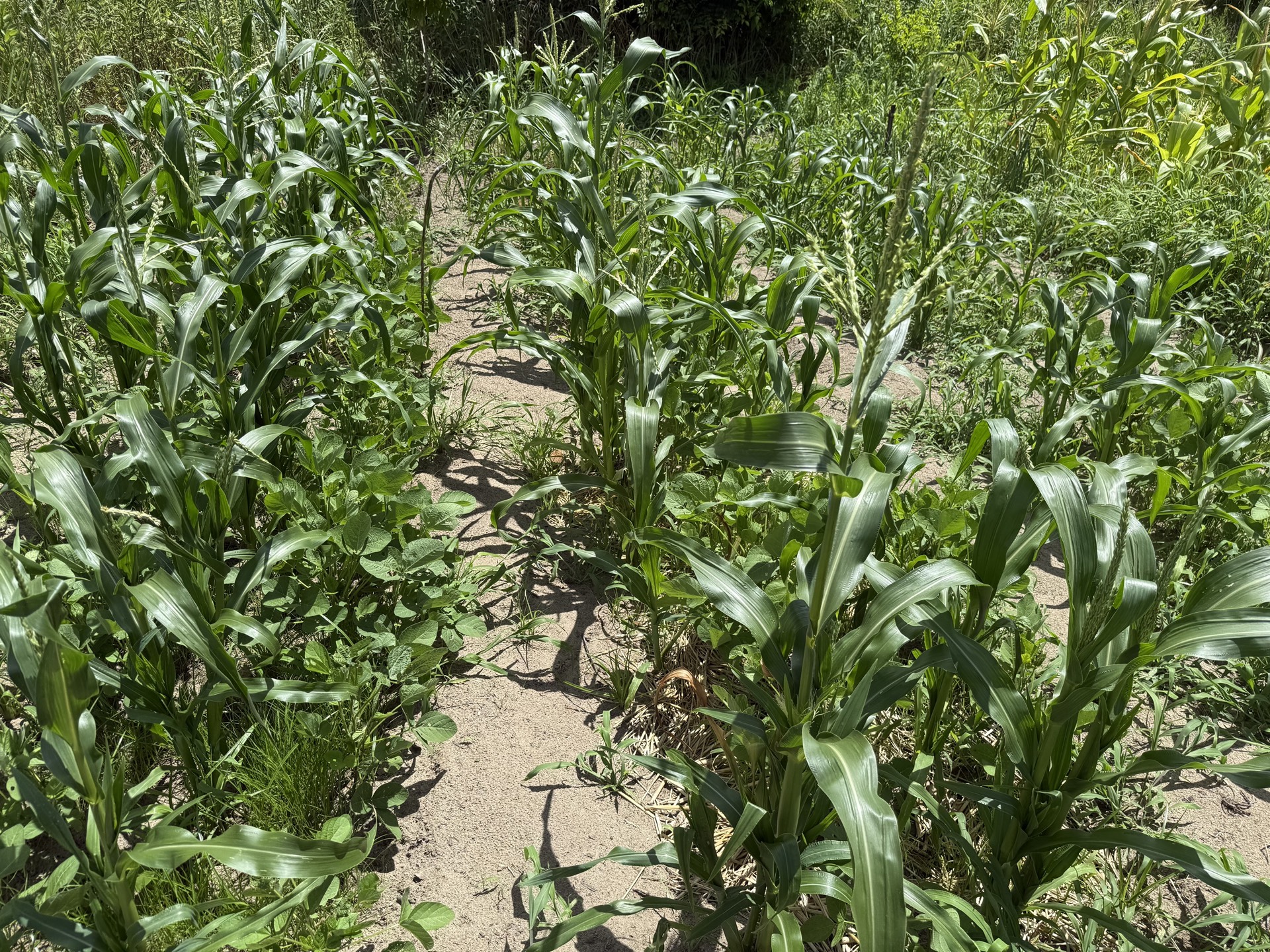 Field research photo 36